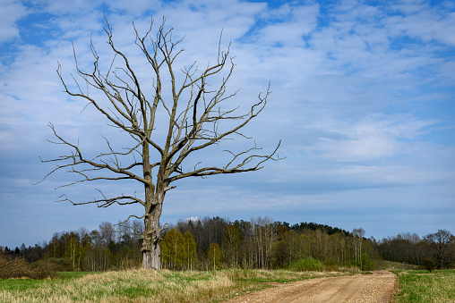 single tree in spring with no leaves isolated in green meadow against blue sky