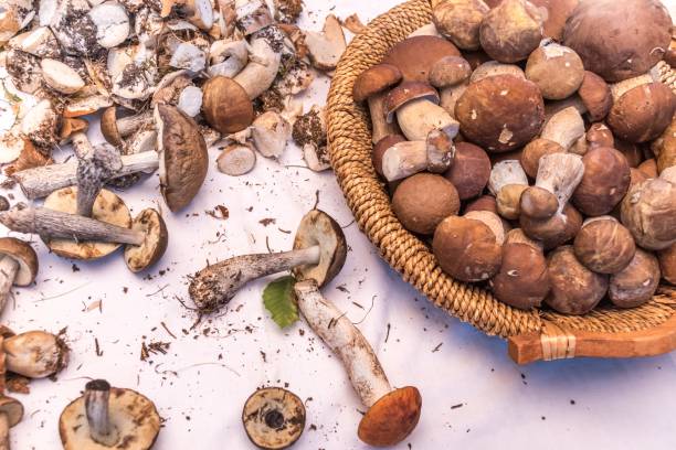 istock Porcini Mushrooms (Boletus Edulis) 1041089558