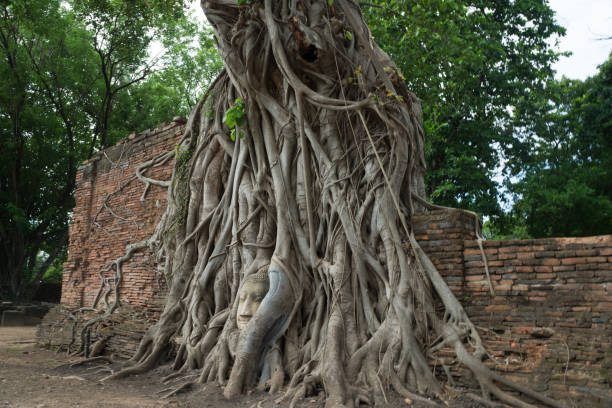 istock buddhahead in a tree in the temple complex Wat Maha That in Ayutthaya