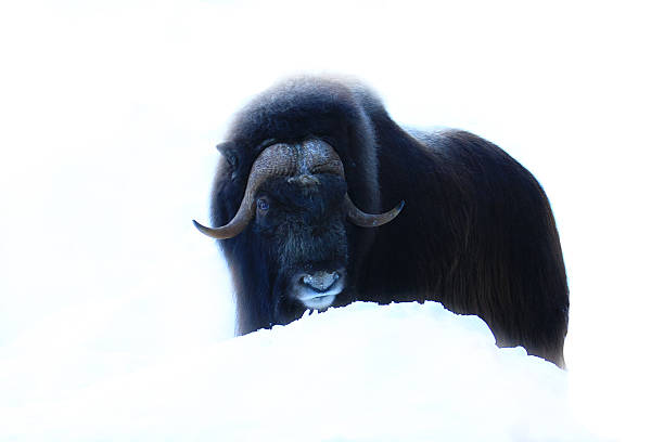 Muskox  moschus stock pictures, royalty-free photos & images