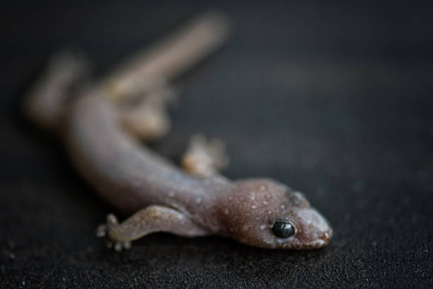istock Portrait of lizard on wooden wall 1041091974
