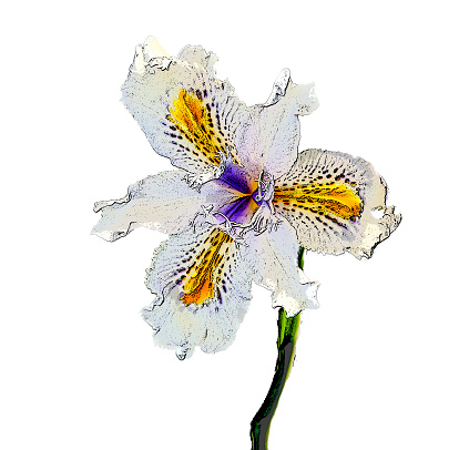 Close up of a white iris with yellow on the petals and a lilac center poster effect