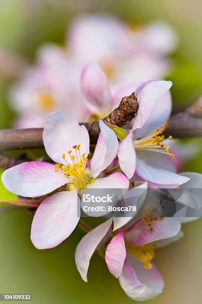 Peach Flower Closeup Stockfoto und mehr Bilder von Ast - Pflanzenbestandteil - Ast - Pflanzenbestandteil, Baum, Baumblüte