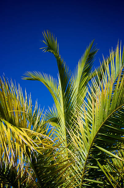 palm tree leaves with deep blue sky stock photo