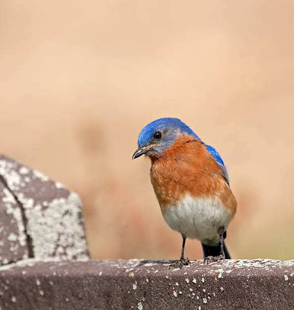 istock Eastern Bluebird, Sialia sialis 104109565