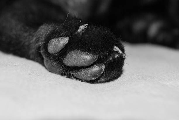 istock One paw of a black cat 1041097270