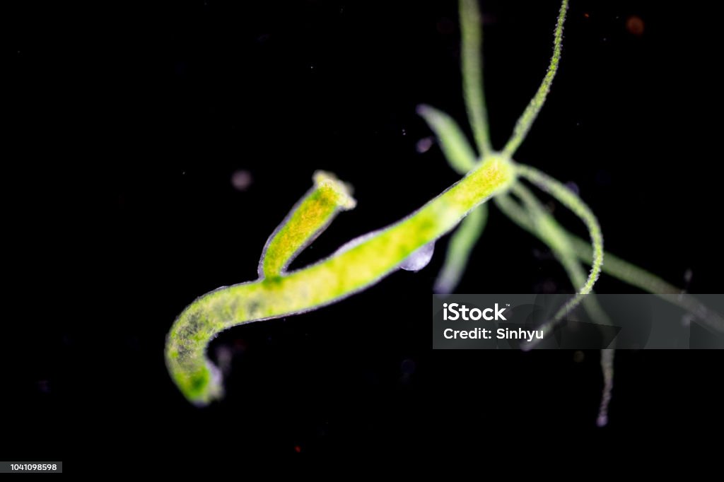 Hydra is a genus of small, fresh-water animals of the phylum Cnidaria and class Hydrozoa under the microscope for education. Hydra - Polyp Corals Stock Photo