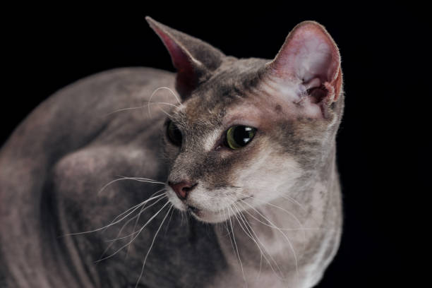 istock sphynx cat with long whiskers looking away isolated on black 1041100694