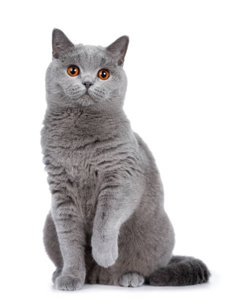 Sweet young adult solid blue British Shorthair cat kitten sitting up front view, looking at camera with orange eyes and one paw lifted, isolated on white background Sweet young adult solid blue British Shorthair cat isolated on white background british shorthair cat photos stock pictures, royalty-free photos & images
