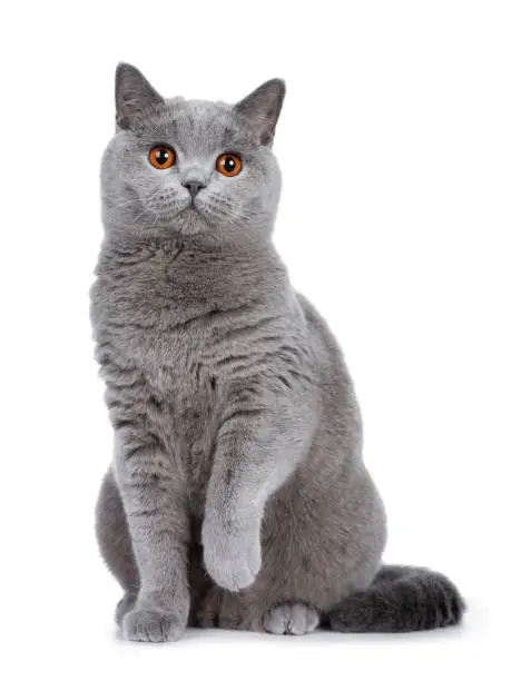 Photo of Sweet young adult solid blue British Shorthair cat kitten sitting up front view, looking at camera with orange eyes and one paw lifted, isolated on white background