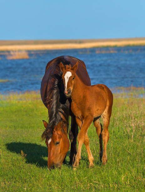 istock The baby with his mother. 1041101410