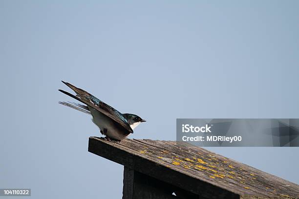 Kobieta Swallow - zdjęcia stockowe i więcej obrazów Bez ludzi - Bez ludzi, Biały, Dzikie zwierzęta