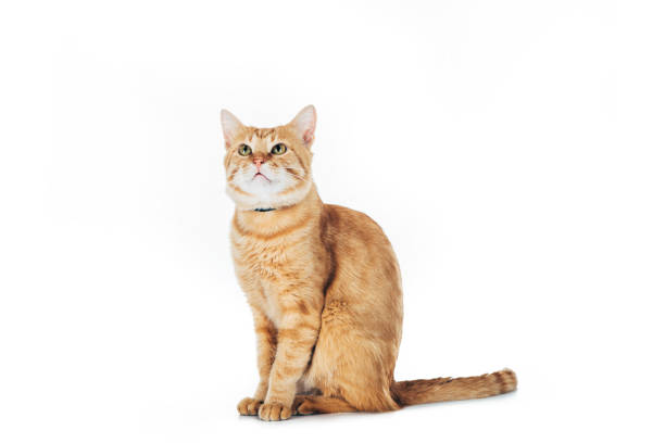 adorable domestic red cat looking up isolated on white