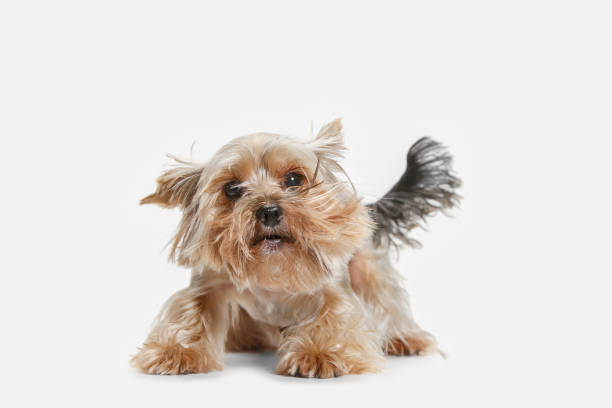 istock Yorkshire terrier isolated om white background 1041104804
