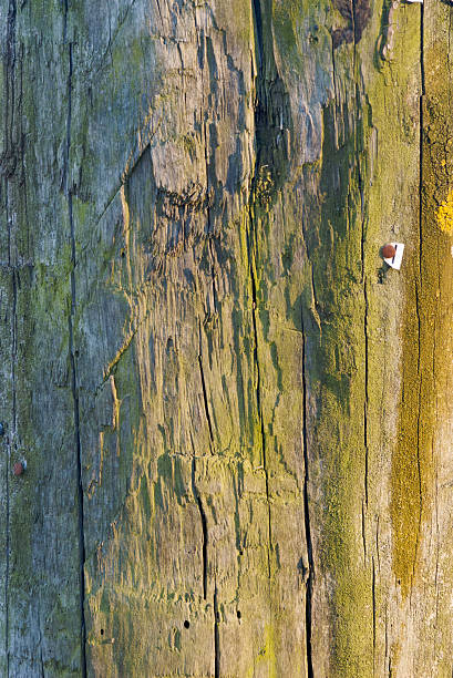 rough wooden surface texture with sun light stock photo