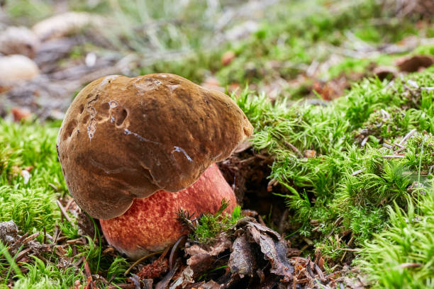 istock Neoboletus luridiformis in the natural environment 1041109582