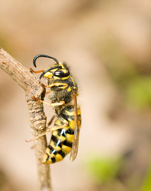istock Macro. Side of wasp on branch 104110961