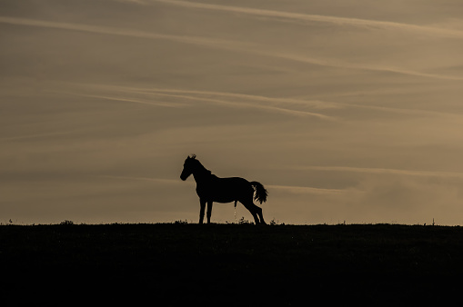 Horses graze in a pasture near Countisbury, England, United Kingdom