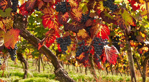 館内 - napa valley vineyard autumn california ストックフォトと画像