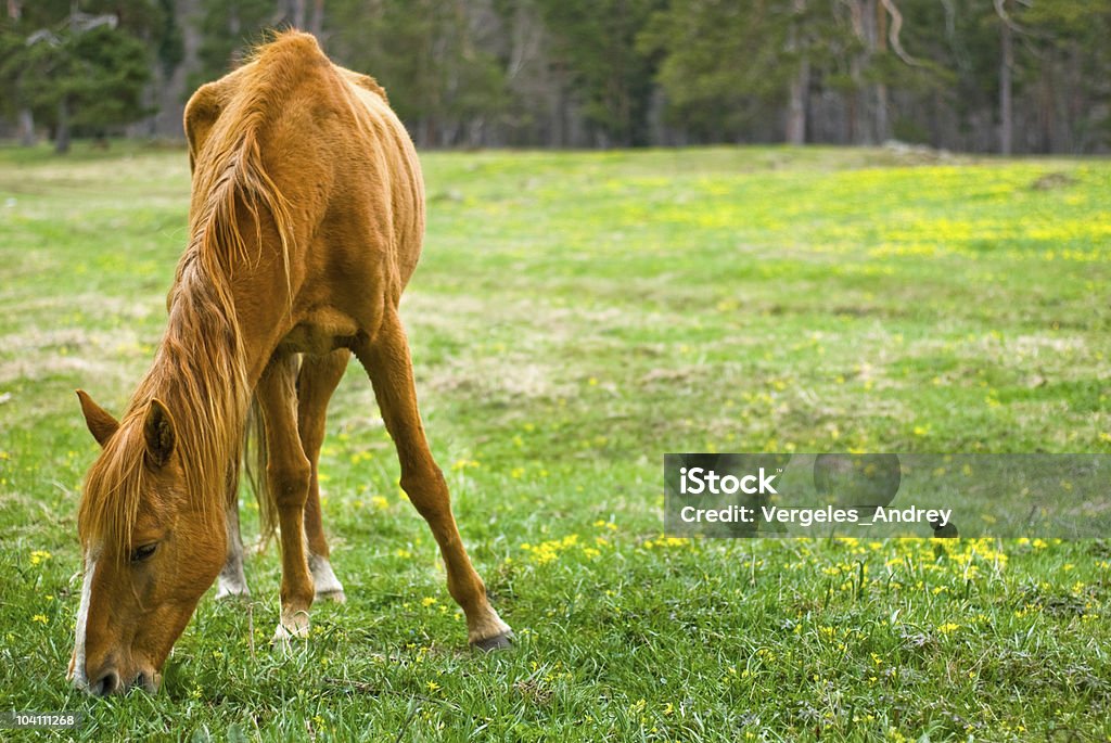 Beautiful Horse  Agricultural Field Stock Photo