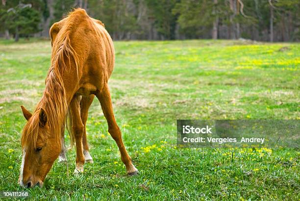 Beautiful Horse Stock Photo - Download Image Now - Agricultural Field, Animal, Animal Mane