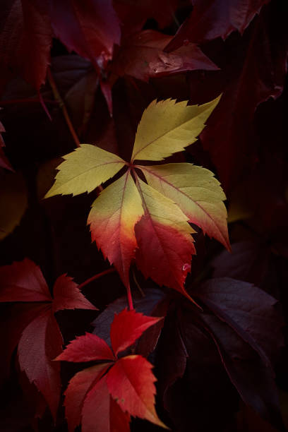 istock red yellow boston Ivy leaf in dark 1041114616