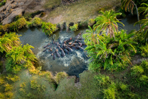 Hippos spend most of their lives in the water to reduce the chances of being sunburned. This photo was captured while on a hot air balloon safari tour.