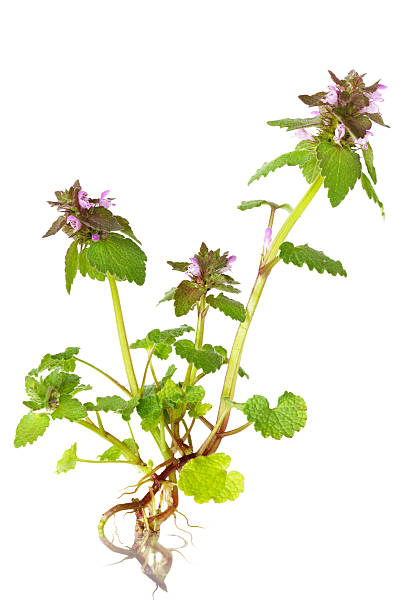 istock Purple Dead Nettle Wildflower 104111541