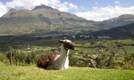 Alpaca (Vicugna pacos) in the Chimborazo National Park, Andes, Ecuador