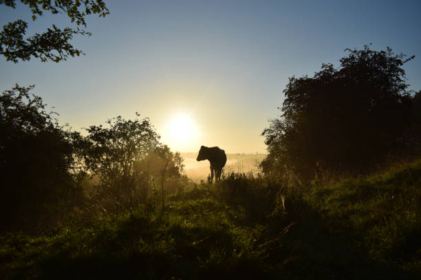 istock Cow on the hill 1041117686