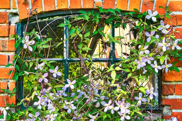 An old building covered with plants- clematis, window