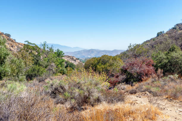 istock Chaparral with city in distance 1041118268