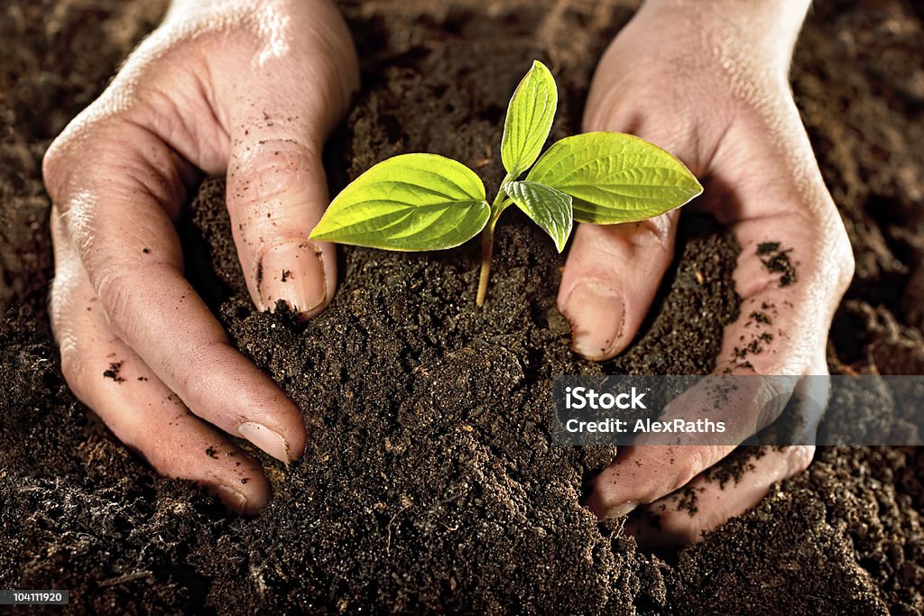 Hands plant a young plant in the dirt Farmer hands holding a fresh young plant. New life and environmental conservation concept. Agriculture Stock Photo
