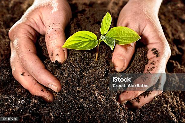 Hands Plant A Young Plant In The Dirt Stock Photo - Download Image Now - Agriculture, Beginnings, Bud