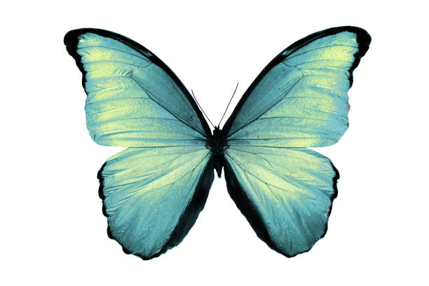 istock beautiful blue butterfly isolated on white background 1041122140