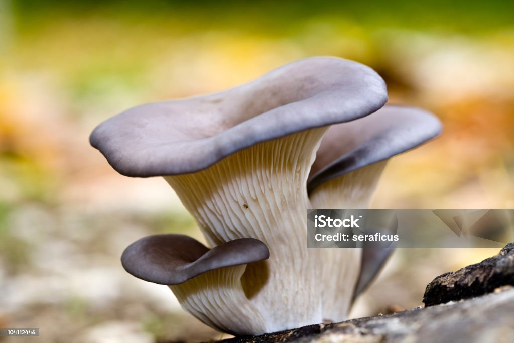 느타리버섯 (pleurotus ostreatus - 로열티 프리 느타리버섯 스톡 사진