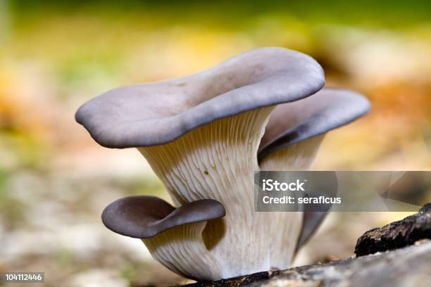 Foto de Marasimus Ramealis Pleurotus Ostreatus e mais fotos de stock de Marasimus Ramealis - Marasimus Ramealis, Branco, Arvoredo