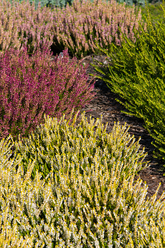 beautiful colorful heather growing in the garden