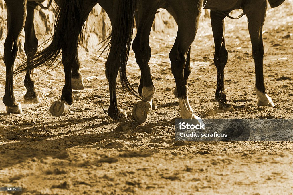 Galloping horses  Horse Stock Photo