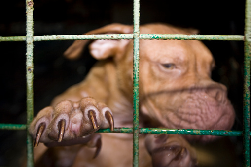 Dogue de bordeaux, purebred dog, behind a metal grate. Other images in: 