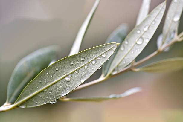 olive branch - verde oliva frutas e folhas embebido com azeite de oliva - fotografias e filmes do acervo