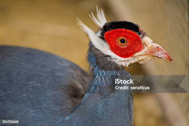 Faisãoazul - Fotografias de stock e mais imagens de Agricultura - Agricultura, Ave de caça, Bico