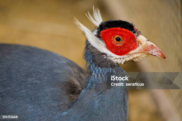 Голубой Eared Pheasant — стоковые фотографии и другие картинки Без людей - Без людей, Голова животного, Горизонтальный