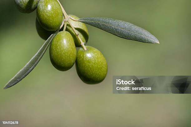 Gałązka Branch - zdjęcia stockowe i więcej obrazów Bez ludzi - Bez ludzi, Dojrzały, Drzewo oliwne
