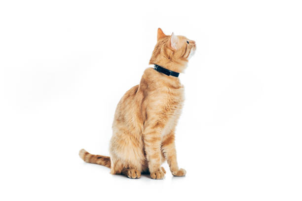 istock funny red cat in collar looking up isolated on white 1041127140