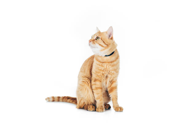 cute domestic tabby cat with collar looking up isolated on white cute domestic tabby cat with collar looking up isolated on white ginger cat stock pictures, royalty-free photos & images
