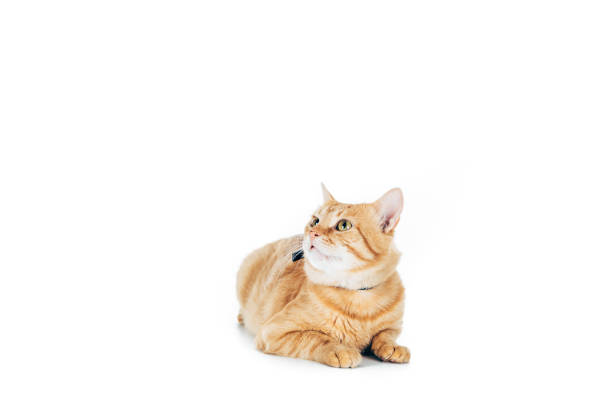 istock cute domestic ginger cat lying and looking up isolated on white 1041127160