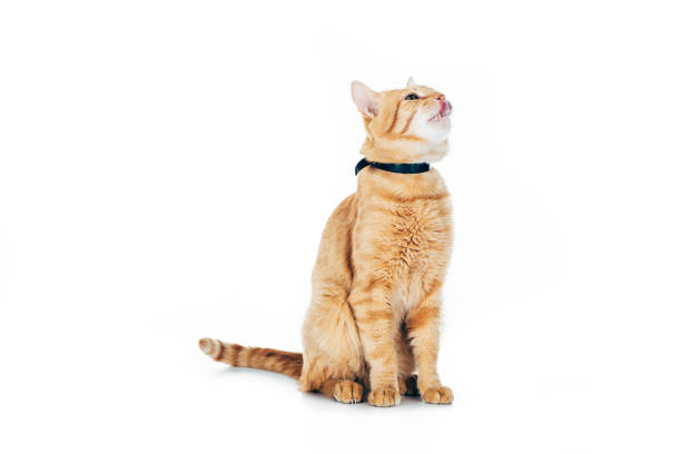istock cute domestic red cat in collar looking up isolated on white 1041127162