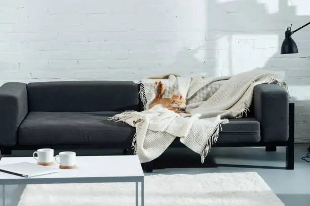 Photo of cute domestic ginger cat lying on sofa in living room