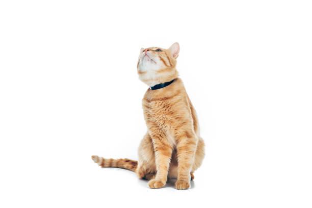 istock cute domestic red cat with collar looking up isolated on white 1041127176